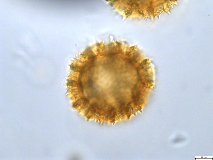 Pollen grain of Vernonia mumpullensis, Schmitz A., 3119