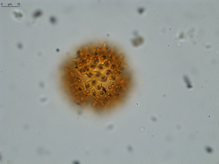 Pollen grain of Vernonia neocoursiana, G. Cours, 4700