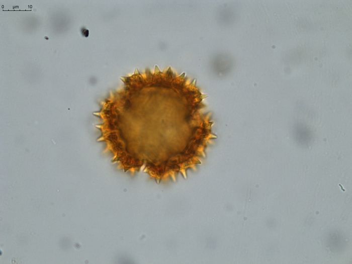 Pollen grain of Vernonia neocoursiana, G. Cours, 4700