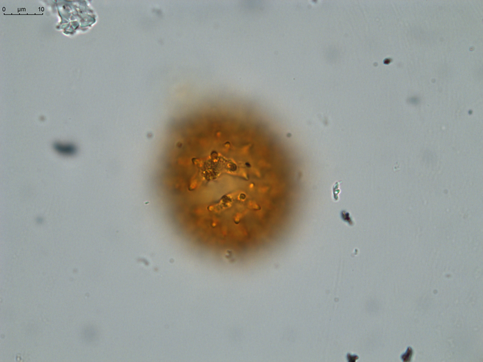 Pollen grain of Vernonia neocoursiana, G. Cours, 4700