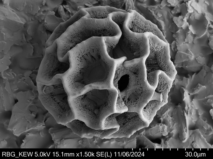 Pollen grain of Vernonia ornata, Gossweiler, J., 3313