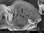Pollen grain of Vernonia ornata, Gossweiler, J., 3313