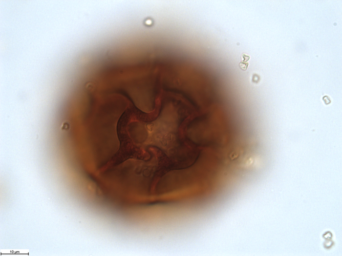 Pollen grain of Vernonia ornata, Gossweiler, J., 3313