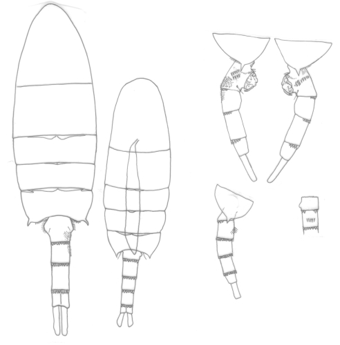 Pseudodiaptomus philippinensis body