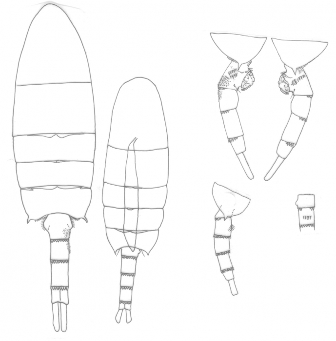 Pseudodiaptomus philippinensis body