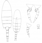 Pseudodiaptomus philippinensis habitus