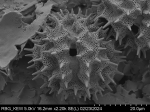 Pollen grain of Vernonia pellegrinii, H. Poisson, 547