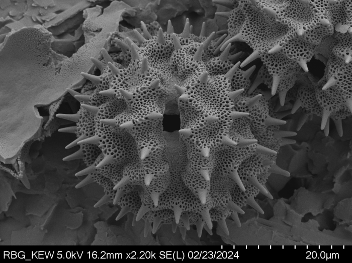 Pollen grain of Vernonia pellegrinii, H. Poisson, 547