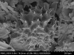 Pollen grain of Vernonia pellegrinii, H. Poisson, 547