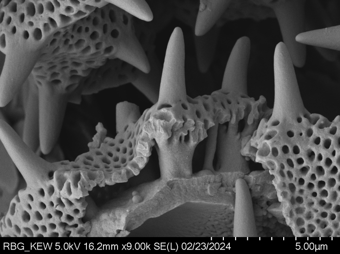 Pollen grain of Vernonia pellegrinii, H. Poisson, 547