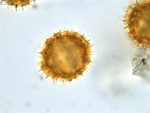 Pollen grain of Vernonia pellegrinii, H. Poisson, 547