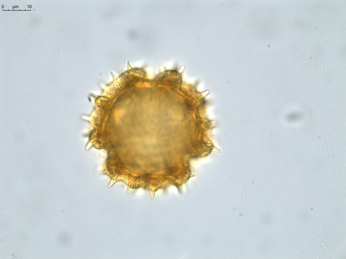 Pollen grain of Vernonia pellegrinii, H. Poisson, 547