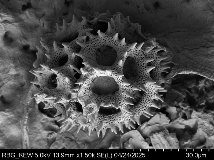 Pollen grain of Vernonia retifolia, Malaisse F., 7514