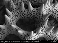Pollen grain of Vernonia retifolia, Malaisse F., 7514