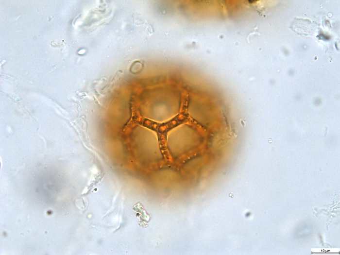 Pollen grain of Vernonia rhodanthoidea, Leteinturier B., Malaisse F. &amp; Matera J., 128