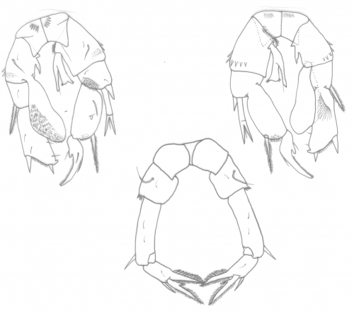 Pseudodiaptomus philippinensis Pr