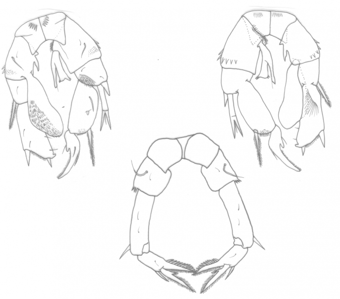 Pseudodiaptomus philippinensis Pr