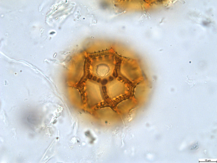 Pollen grain of Vernonia rhodanthoidea, Leteinturier B., Malaisse F. &amp; Matera J., 128