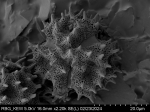 Pollen grain of Vernonia sambiranensis, H. Perrier de la Bathie, 3209