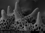 Pollen grain of Vernonia sambiranensis, H. Perrier de la Bathie, 3209