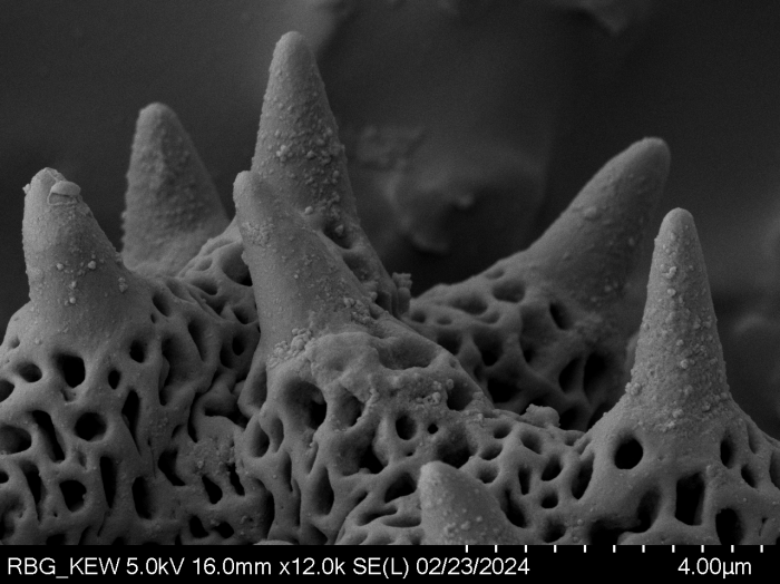 Pollen grain of Vernonia sambiranensis, H. Perrier de la Bathie, 3209
