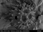 Pollen grain of Vernonia sambiranensis, H. Perrier de la Bathie, 3209