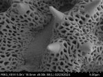 Pollen grain of Vernonia sambiranensis, H. Perrier de la Bathie, 3209