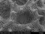 Pollen grain of Vernonia sambiranensis, H. Perrier de la Bathie, 3209