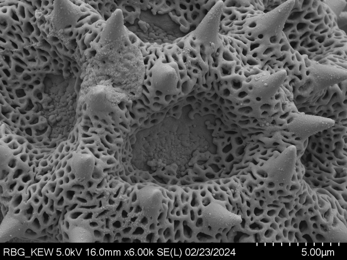 Pollen grain of Vernonia sambiranensis, H. Perrier de la Bathie, 3209
