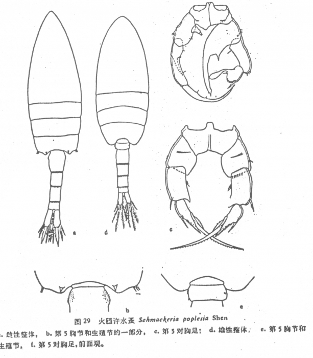 Pseudodiaptomus poplesia