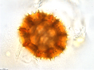 Pollen grain of Vernonia sclerophylla, Gossweiler, J., 7442