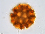 Pollen grain of Vernonia sclerophylla, Gossweiler, J., 7442