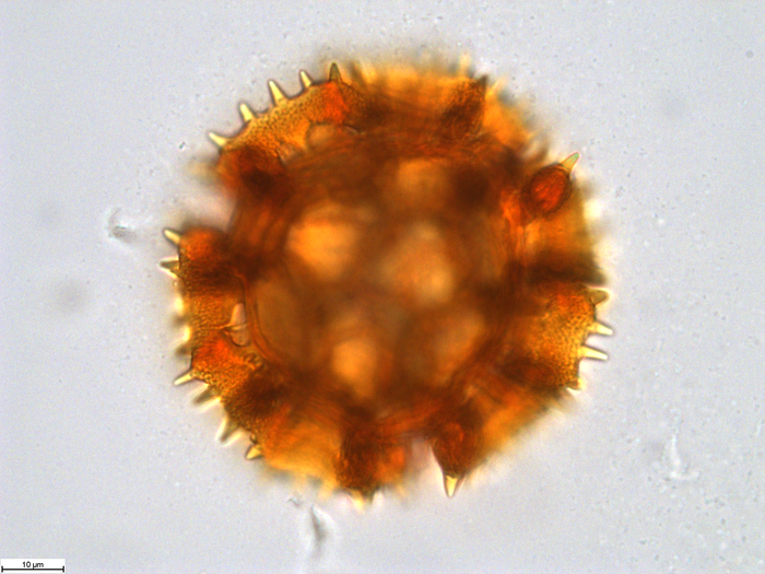 Pollen grain of Vernonia sclerophylla, Gossweiler, J., 7442