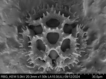 Pollen grain of Vernonia sclerophylla, Gossweiler, J., 7442