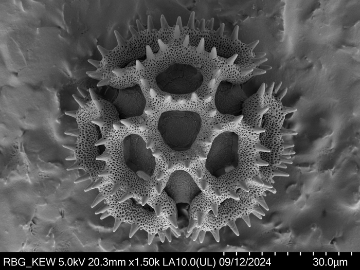 Pollen grain of Vernonia sclerophylla, Gossweiler, J., 7442