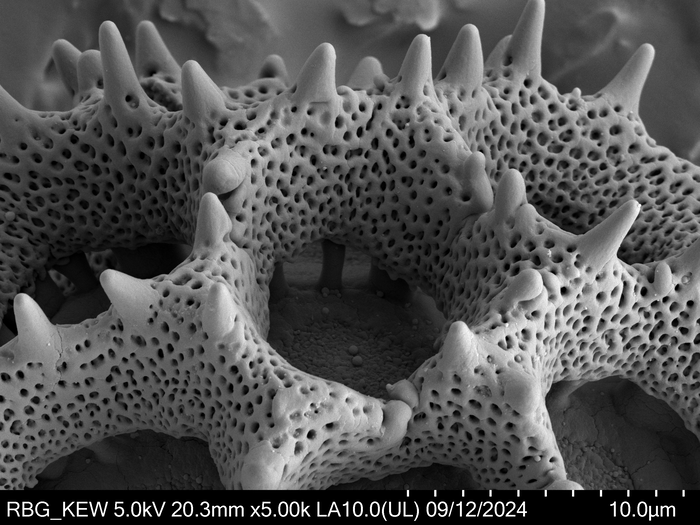 Pollen grain of Vernonia sclerophylla, Gossweiler, J., 7442