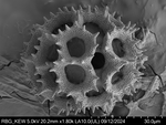 Pollen grain of Vernonia sclerophylla, Gossweiler, J., 7442