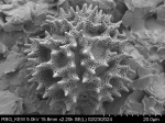 Pollen grain of Vernonia seyrigii, R. Decary , 8577
