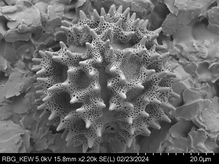 Pollen grain of Vernonia seyrigii, R. Decary , 8577
