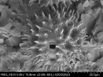 Pollen grain of Vernonia seyrigii, R. Decary , 8577