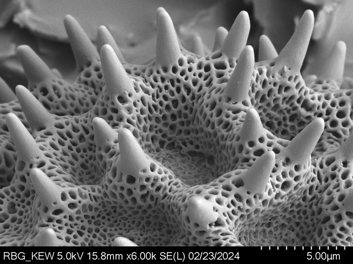 Pollen grain of Vernonia seyrigii, R. Decary , 8577