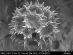 Pollen grain of Vernonia subplumosa, Gossweiler, J., 3771