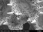 Pollen grain of Vernonia subplumosa, Gossweiler, J., 3771
