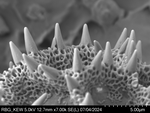 Pollen grain of Vernonia subplumosa, Gossweiler, J., 3771