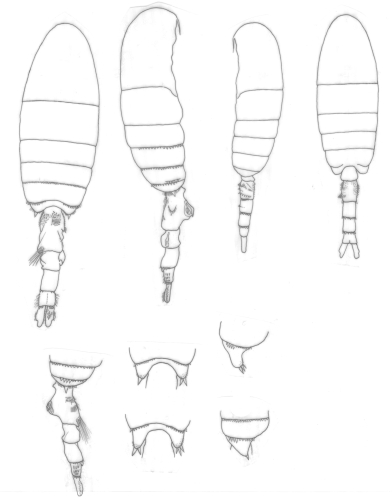 Pseudodiaptomus richardi body