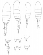 Pseudodiaptomus richardi habitus