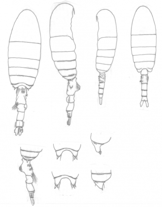 Pseudodiaptomus richardi habitus