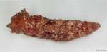 Nudibranchia