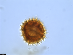 Pollen grain of Vernonia temnolepis, Exell, A.W., Mendonça, F.A., 2539