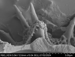 Pollen grain of Vernonia temnolepis, Gossweiler, J., 5028